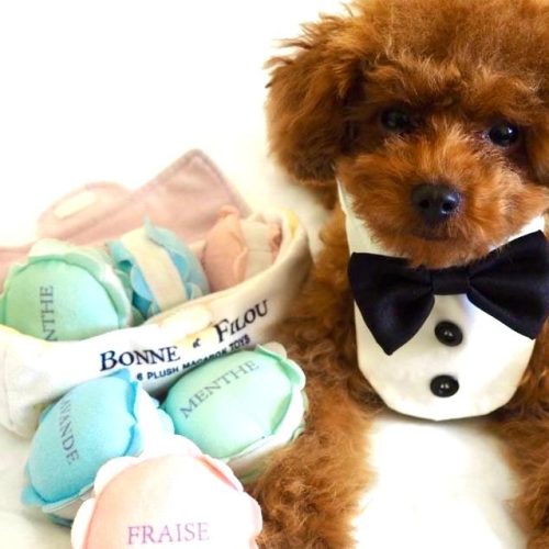 Plush Macaron Squeaky Dog Toy